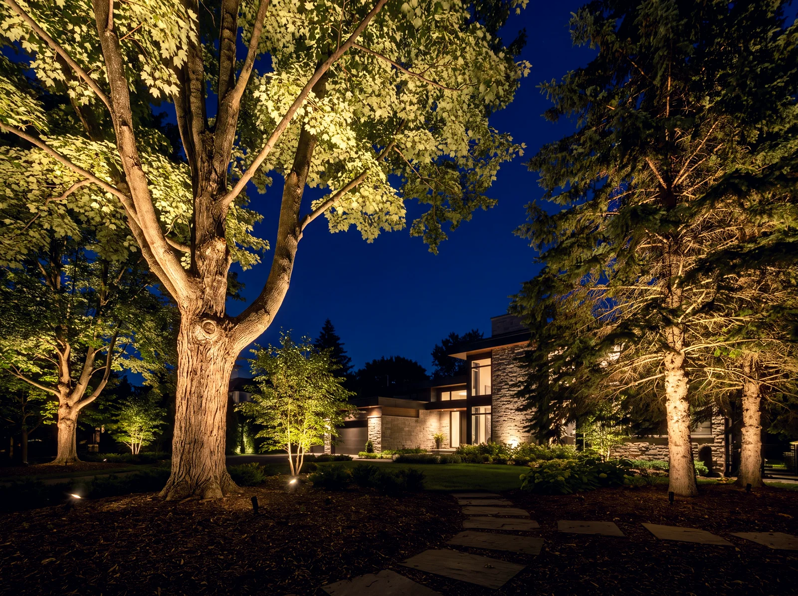 Mature trees dramatically uplit with warm-white light in a manicured yard at night